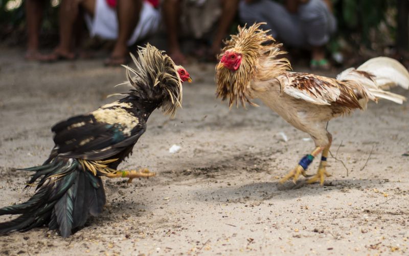 Các hình thức đá gà phổ biến – Thỏa sức lựa chọn trận đấu yêu thích