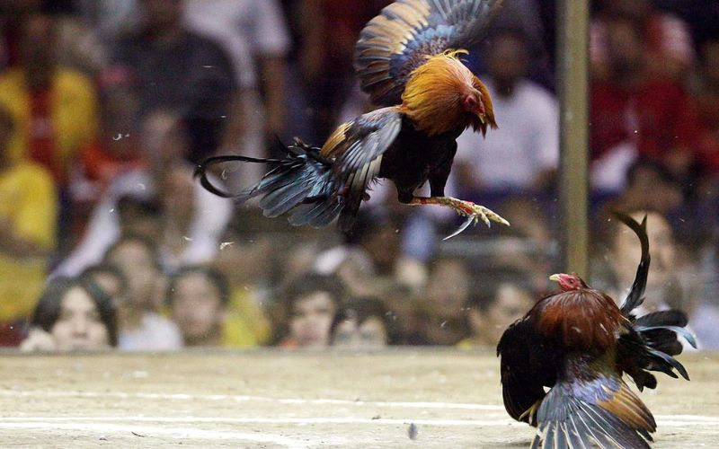 Đá gà 123Bet – Nơi đam mê truyền thống gặp công nghệ hiện đại