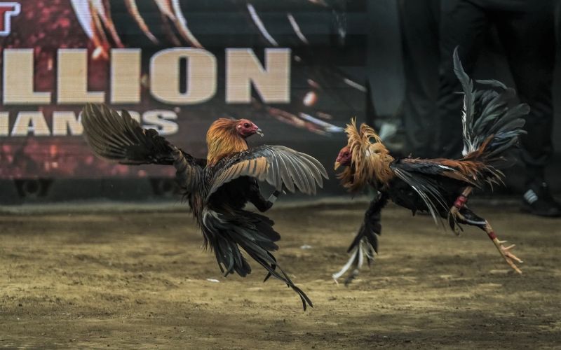 Giao diện trực quan – Theo dõi và đặt cược dễ dàng