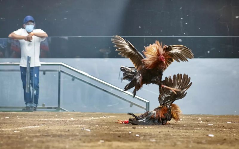 Kinh nghiệm soi kèo đá gà – Nhận diện chiến kê tiềm năng